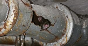 rat infestation in Clacton Drainage System       